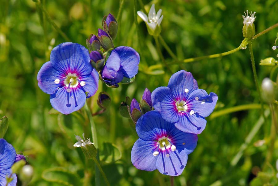 Veronica fruticans / Veronica fruticosa